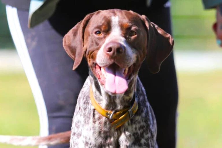 Les avantages d’adopter un animal adulte