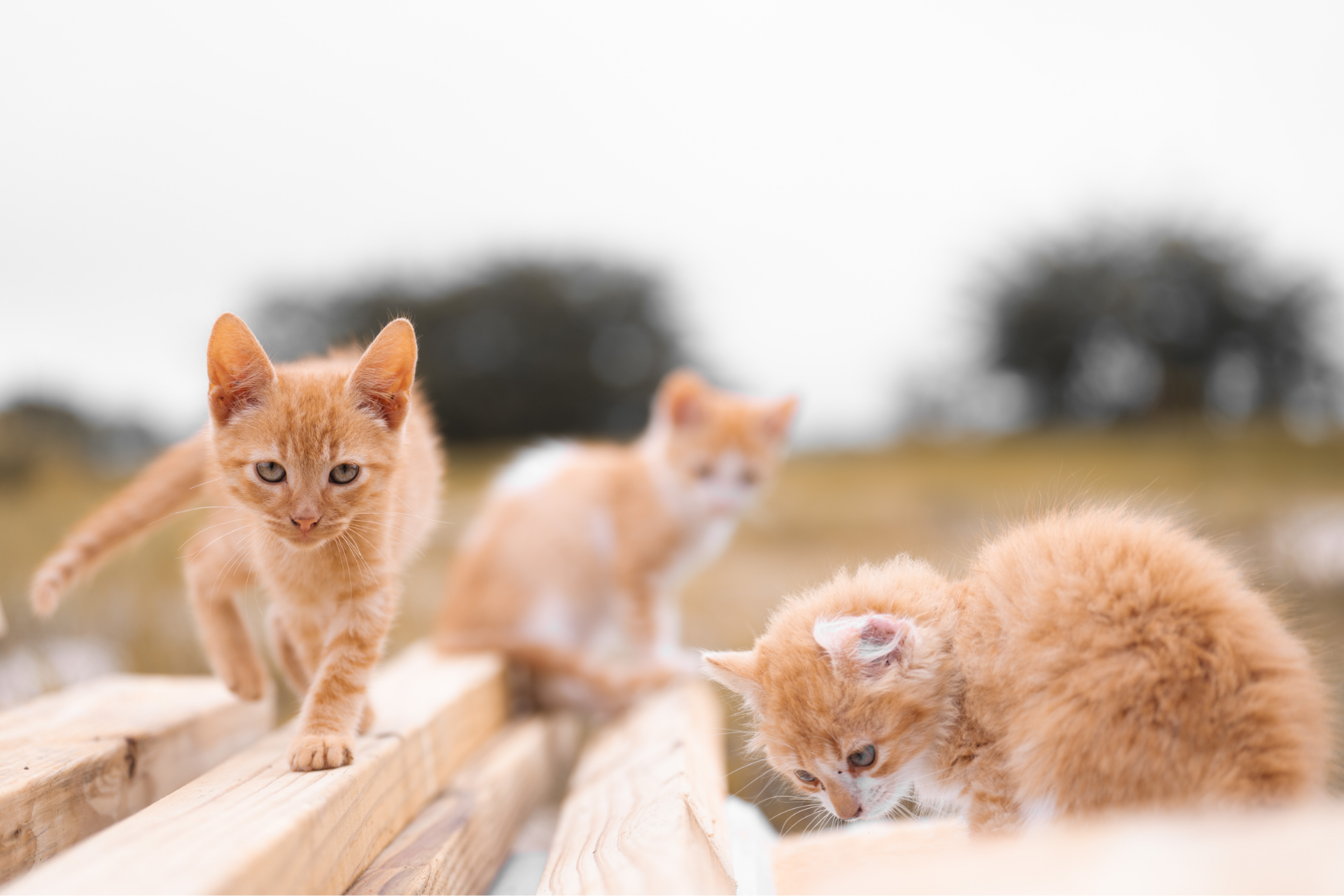 Stérilisation du chat : un geste responsable