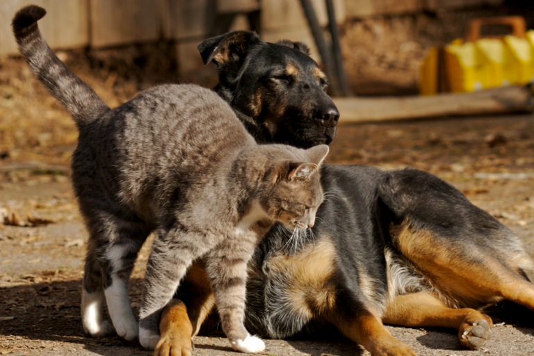 Prendre soin de son animal : le guide essentiel