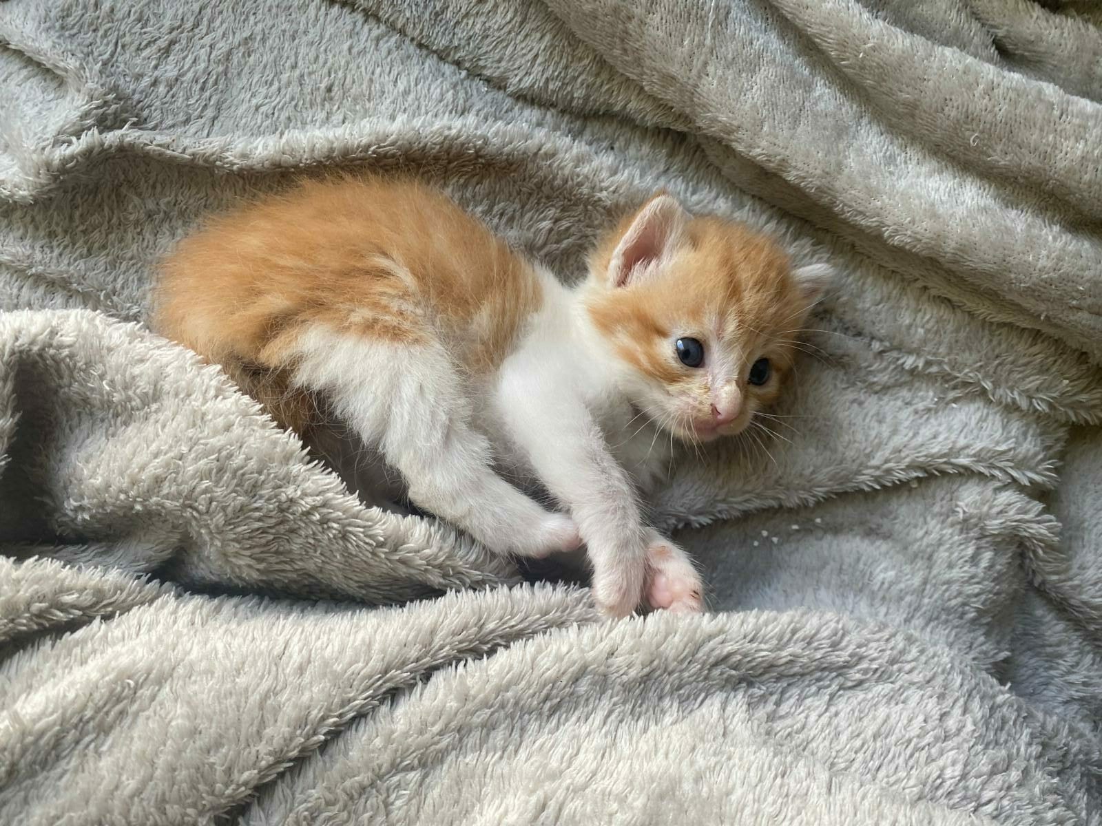 Chats et chatons à adopter chez Quatre Pattes Un Toit - prénoms lettre B 2026