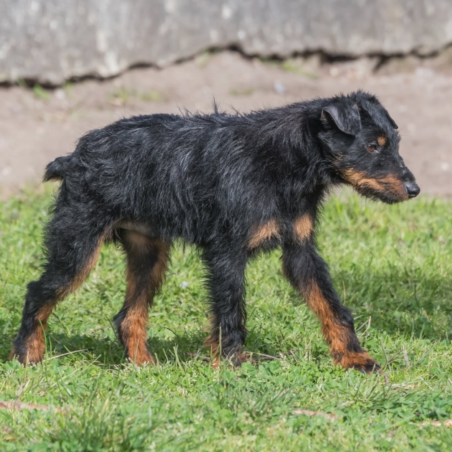 groot jadg terrier 6 ans à l'adoption gironde