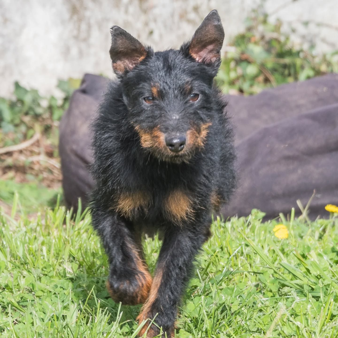 groot jadg terrier 6 ans à l'adoption gironde
