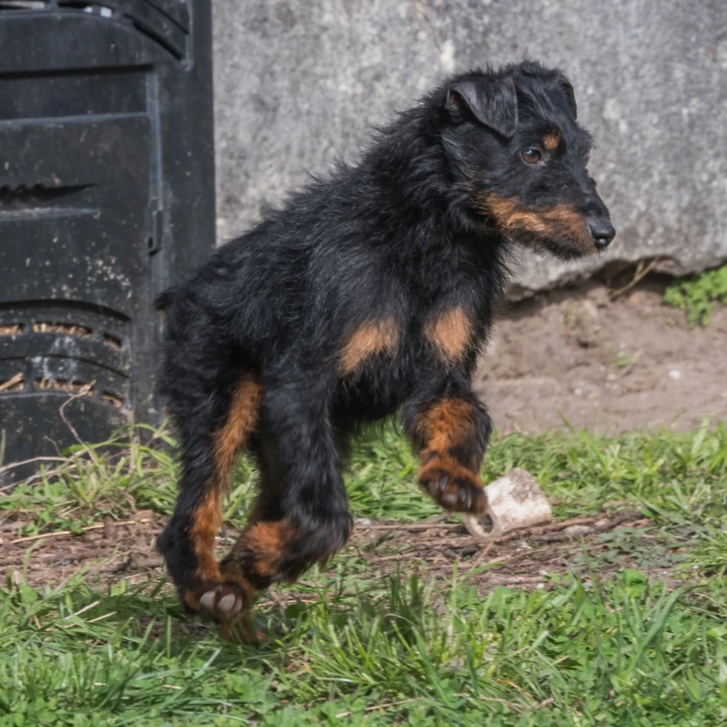 groot jadg terrier 6 ans à l'adoption gironde