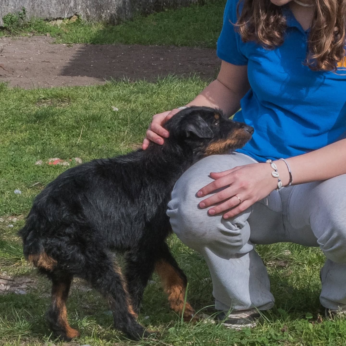 groot jadg terrier 6 ans à l'adoption gironde