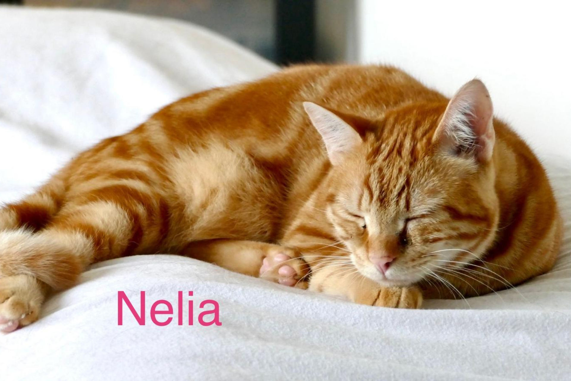 Nelia