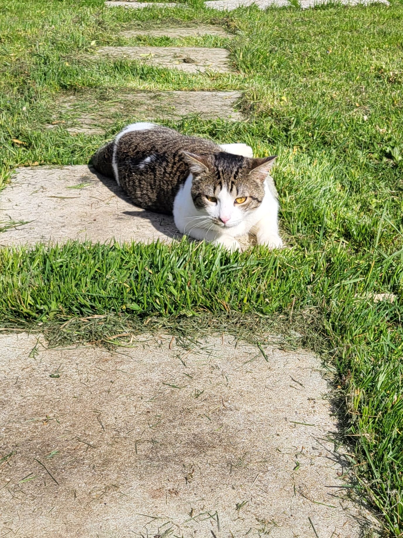 Nico l'aventurier, siesteur à l'adoption - CHAT