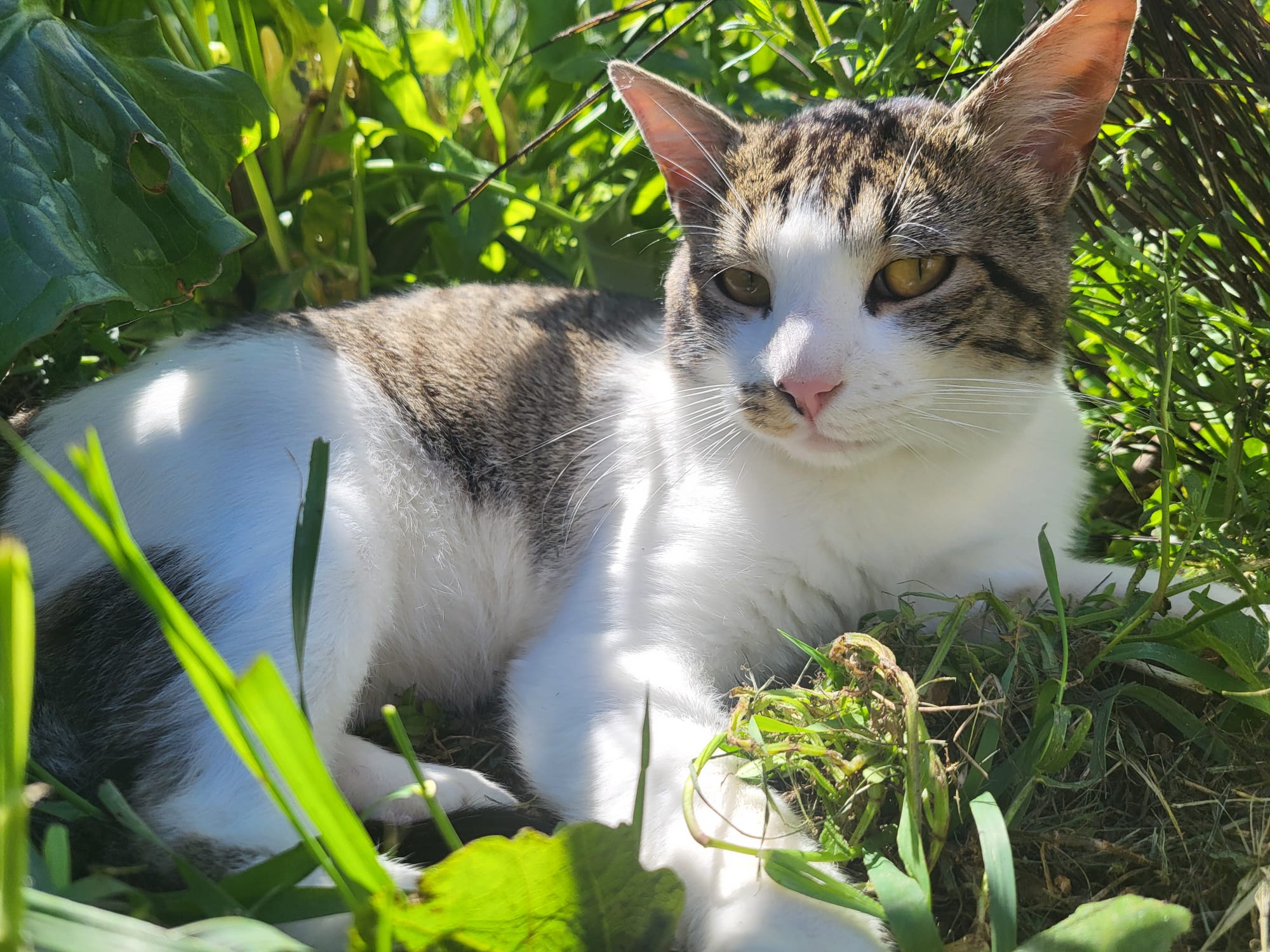 CHAT nécessitant jardin à l'adoption