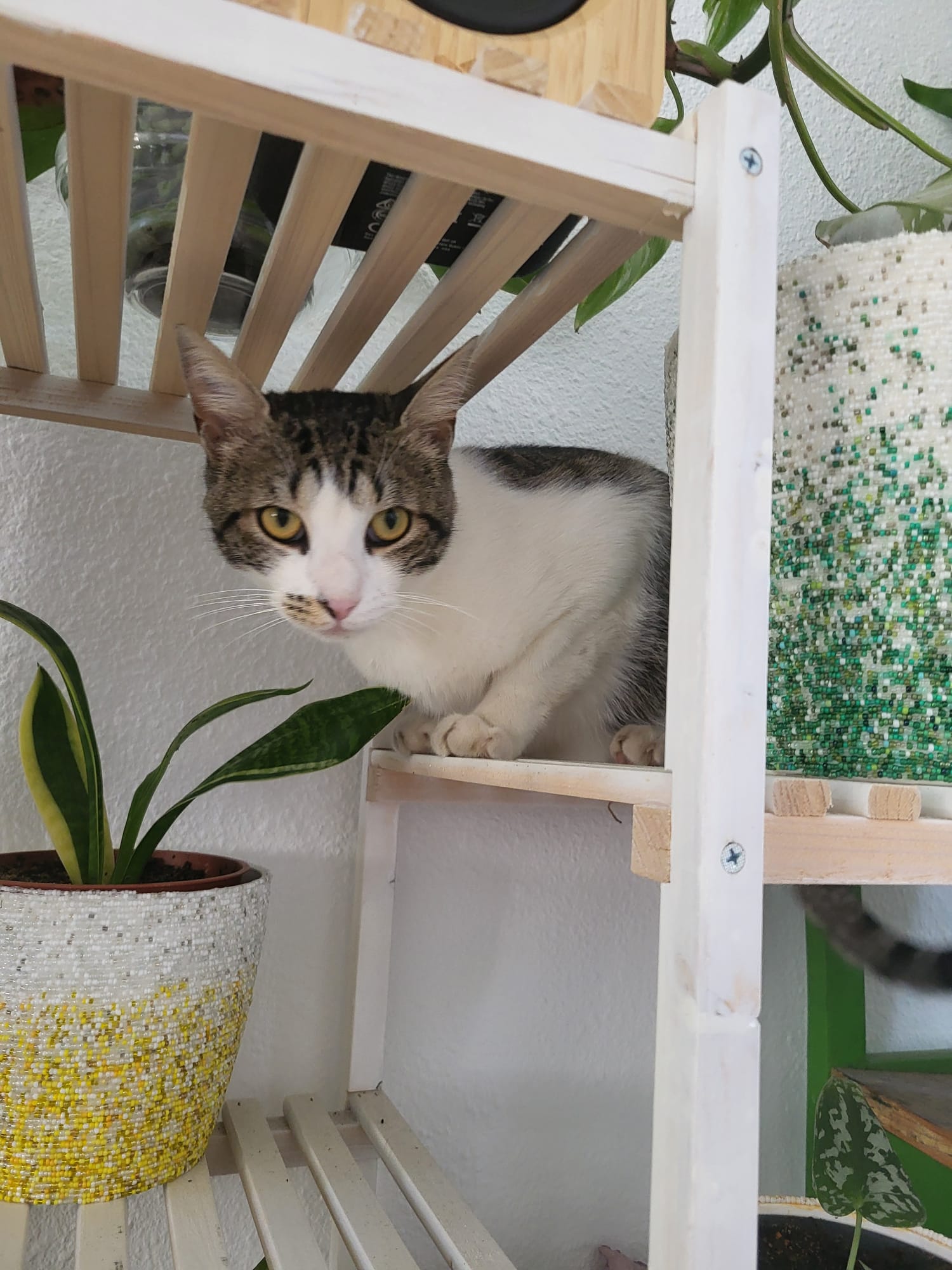 Nico l'aventurier, siesteur à l'adoption - CHAT