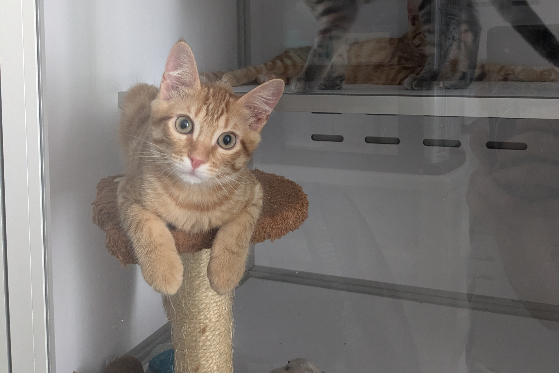 Bowie