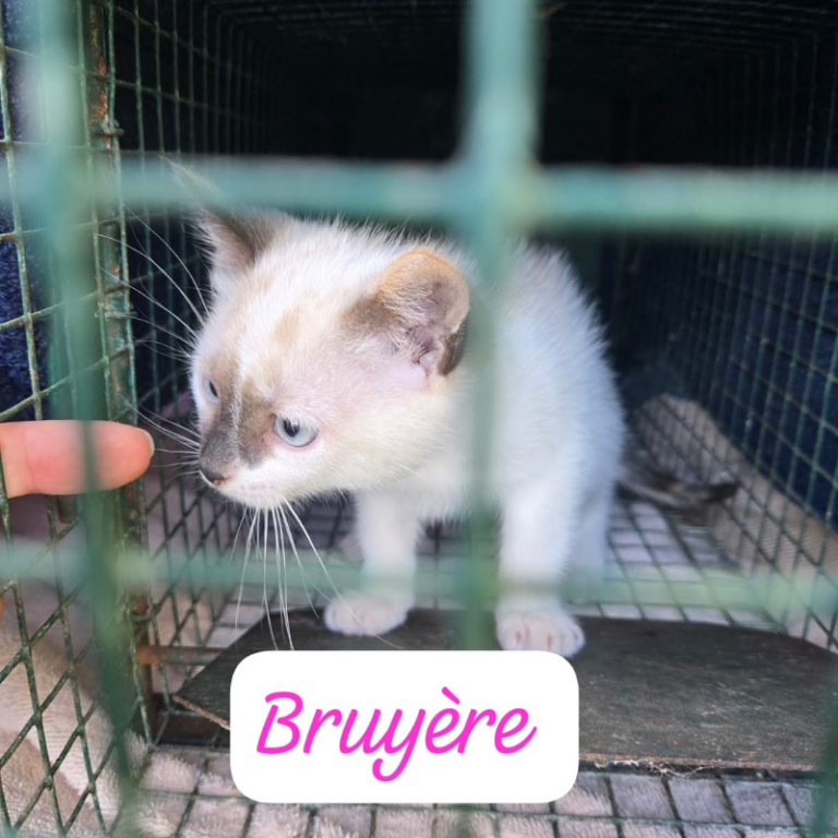 Bruyere