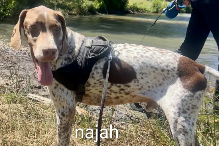 Najah