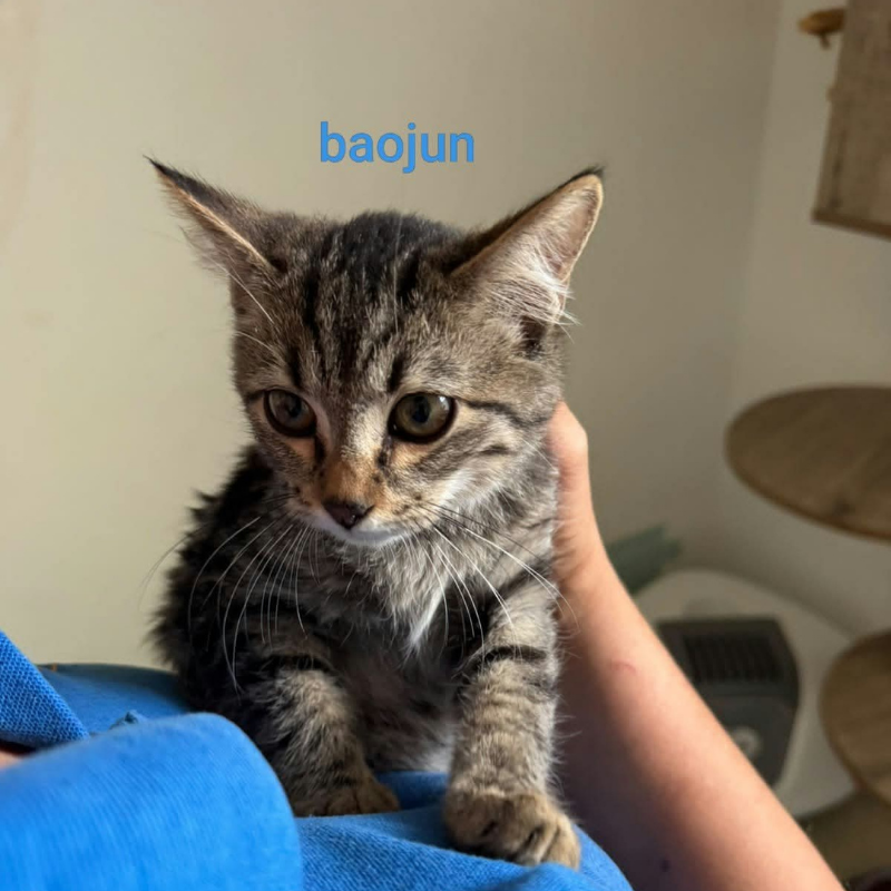 Baojun