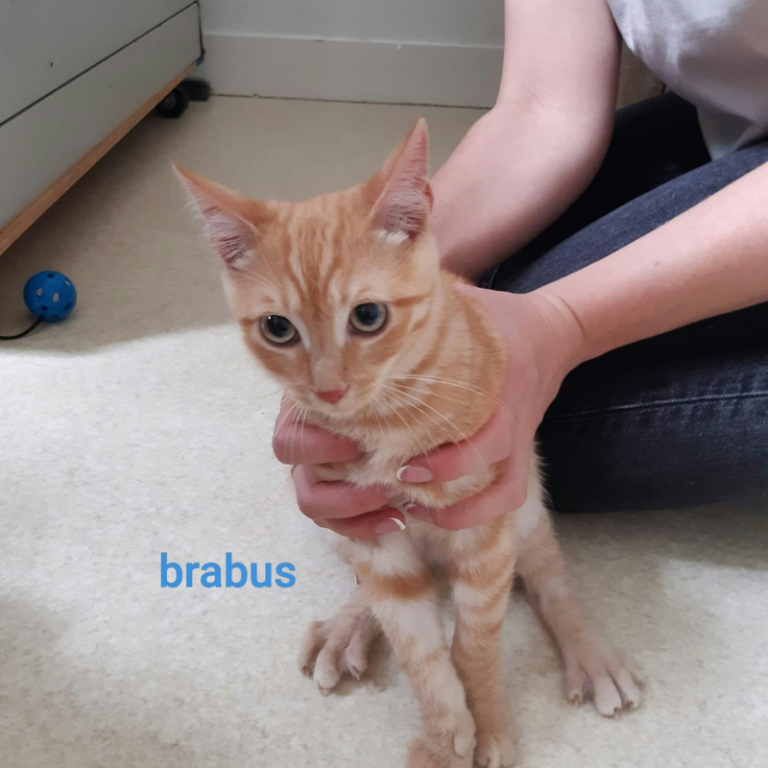 Brabus