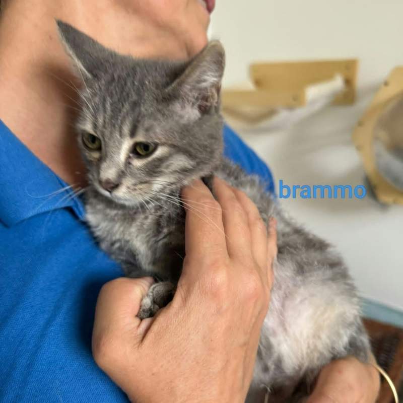 Brammo