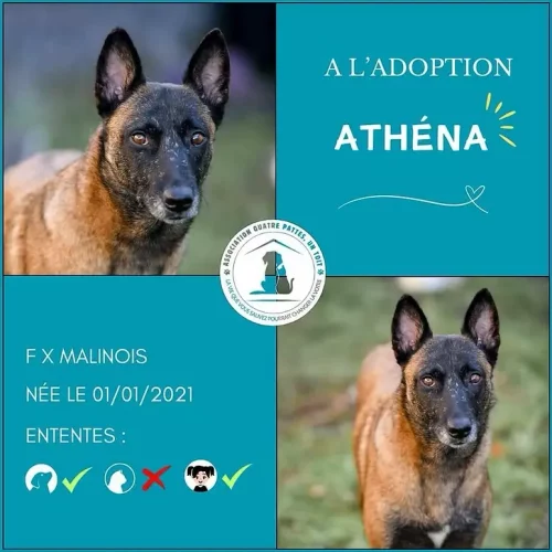 Athena Athena