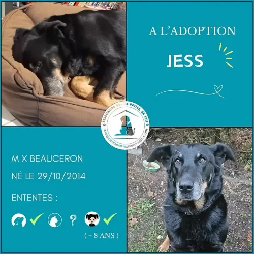 Jess Jess
