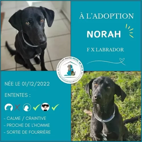 Norah Norah
