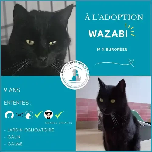 Wazabi Wazabi
